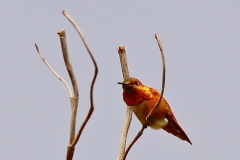 Allen Hummingbird