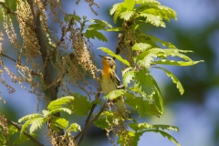 Blackburnian Warbler