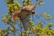Tompkins-Square-Red-Tailed-Hawks-9824