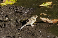 Clay-colored-Sparrow