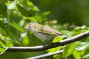 Red eyed Vireo