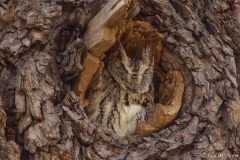 Eastern- Screech Owl