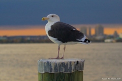 Great Black-back Gull