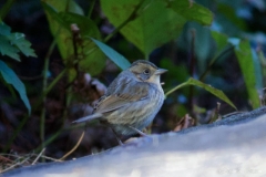 Nelsn Sparrow