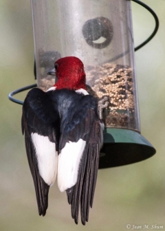 Red headed -Woodpecker
