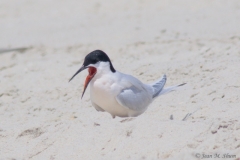 Roseated Tern