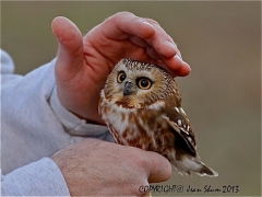 Northern Saw Whet Owl