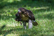 Tompkins Square Park hawk