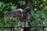 Tompkins Square Park Hawk