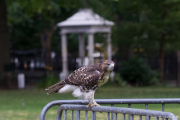 Tompkins Square Park Hawk