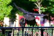 Tompkins Square Park Hawks