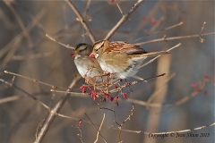 White-throated-Sparrow
