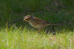 Clay-colored-Sparrow