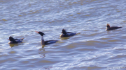 Red Breasted Mergansers