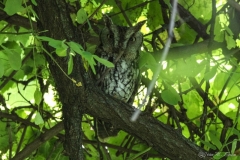 Eastern- Screech Owl