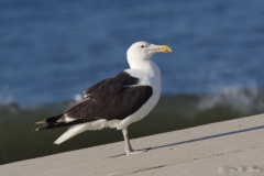 Great Black-back Gull