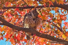 Great-Horn-Owl
