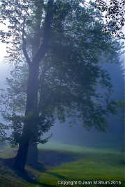 Morning mist at Innesfree_ Garden