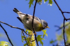 Northern Parula Warbler