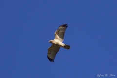 Red-shoulder Hawk