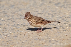 Vesper Sparrow-