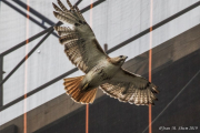 Washington Square Hawk Release