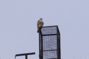 WSP Female Hawk