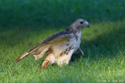 Washington Square Park hawks