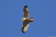 Red Tailed Hawk male