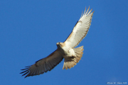 Washington Square Park hawk Female