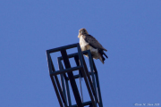 Washington Square Park hawks