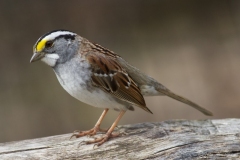 White-throated-Sparrow