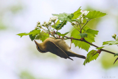 Worm-eating Warbler